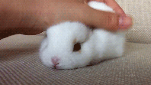 Chilling Pet Bunny GIF