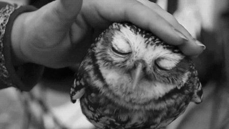 Chilling Small Owl Getting Pats GIF
