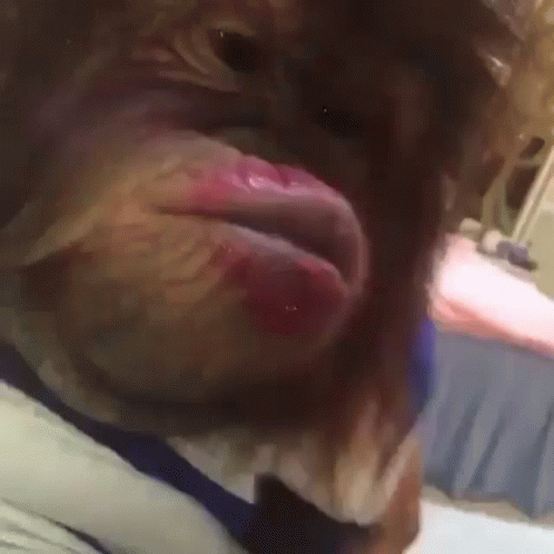 Chimp With Lipstick Monkey Kissing GIF