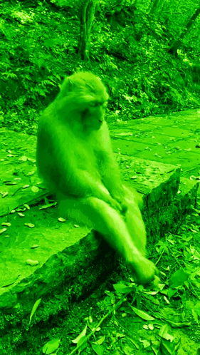 Chimpanzee in Woods Says Me Since I've Been Gone
