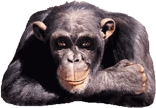 Chimpanzee Laying and Looking at Camera