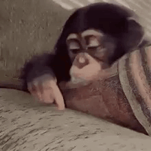 Chimpanzee Lying on Couch Pointing at Book