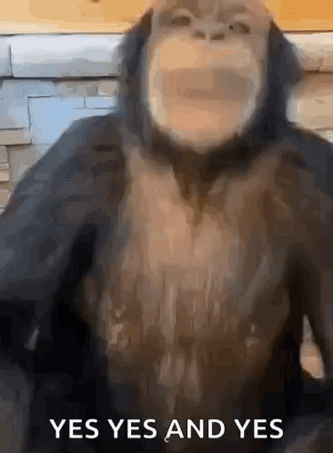 Chimpanzee Saying Yes