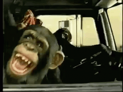 Chimpanzee Sitting in Car With Open Mouth