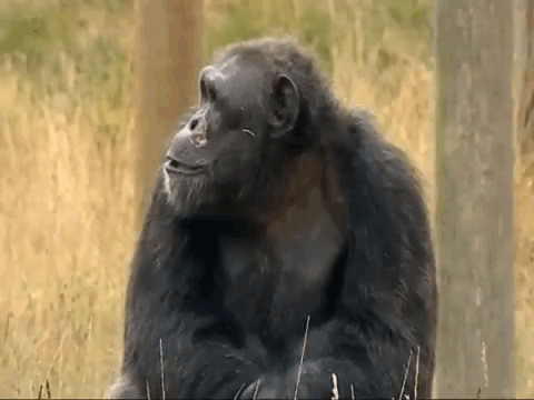 Chimpanzee Sitting in Grass Smiling