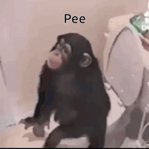 Chimpanzee Sitting on Toilet Pee