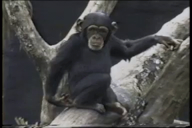 Chimpanzee Sitting On Tree Branch GIF