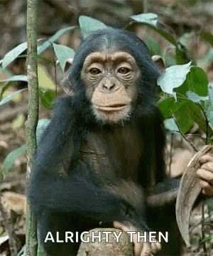 Chimpanzee Sitting on Tree Branch