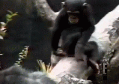 Chimpanzee Sitting On Tree Branch GIF