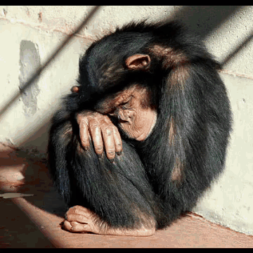 Chimpanzee Sitting With Head in Hands