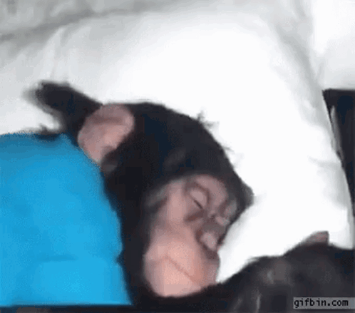 Chimpanzee Sleeping on Pillow