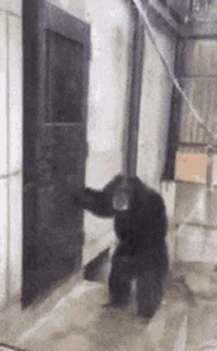 Chimpanzee Standing in Front of Door