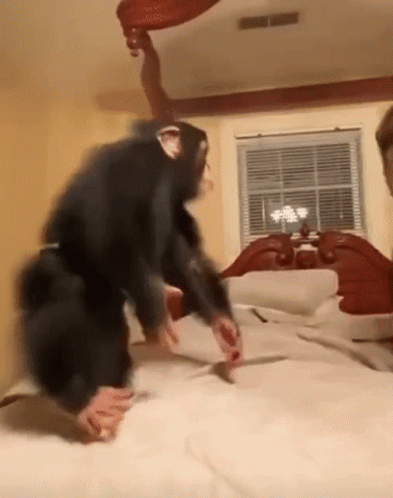 Chimpanzee Standing on Bed in Bedroom
