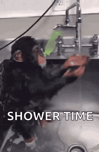 Chimpanzee Taking Shower in Sink