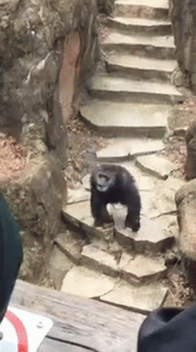 Chimpanzee Walking Down Stone Steps GIF
