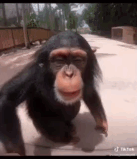 Chimpanzee Walking in Zoo