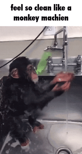 Chimpanzee Washing Sink Feel So Clean Monkey Machin