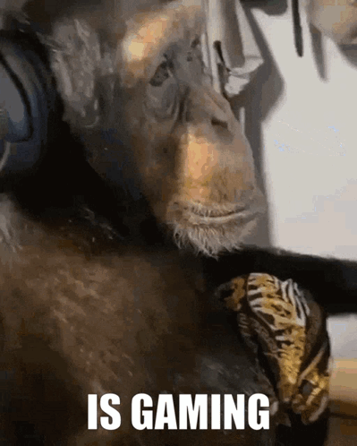 Chimpanzee Wearing Headphones Says Is Gaming