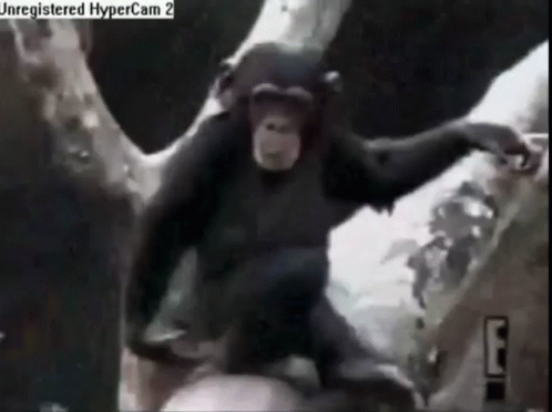 Chimpanzee With HyperCam 2 Watermark GIF