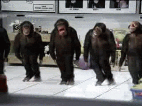 Chimpanzees Dancing on Dance Floor