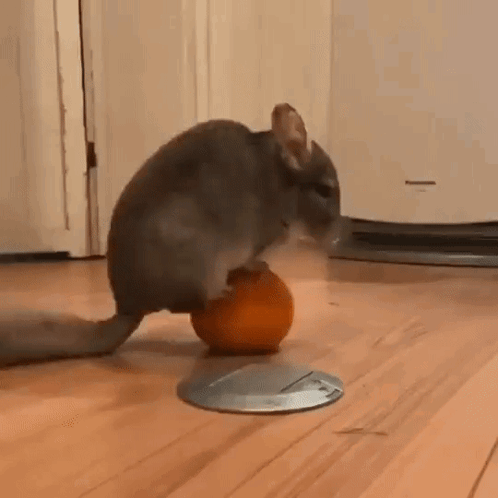 Chinchilla Balancing On Top Of Ball GIF