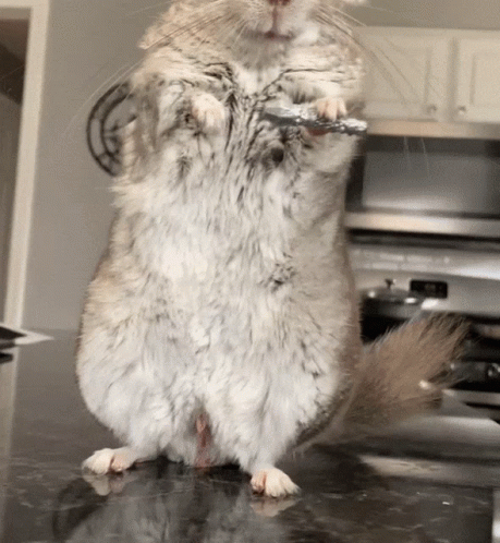Chinchilla Mike Mic Drop GIF