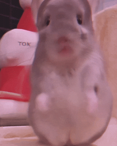 Chinchilla Mouse Dances Apt GIF