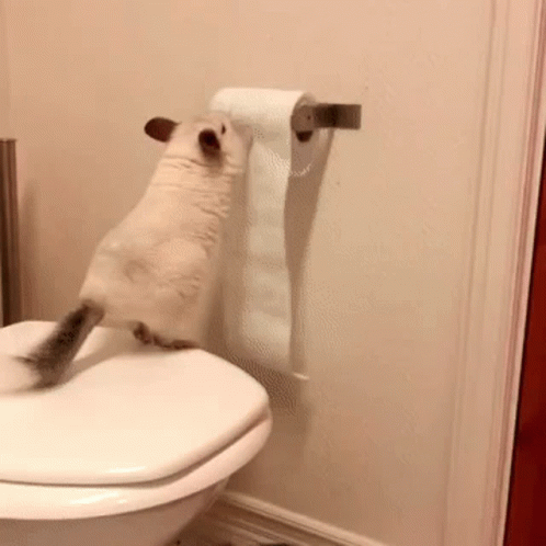 Chinchilla Toilet Paper GIF