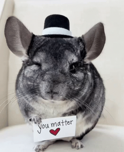 Chinchilla You Matter Wink GIF