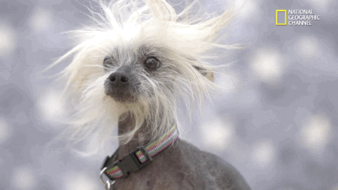 Chinese Crested Dog Bad Hair Day GIF