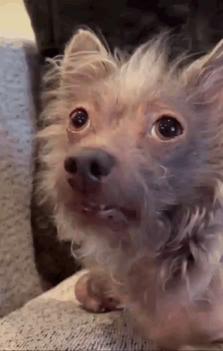 Chinese Crested Ugly Dog GIF