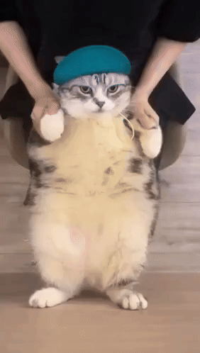 Chipi Chipi Chapa Chapa Cat Body Shake GIF