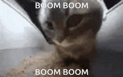 Chipi Chipi Chapa Chapa Cat Boom Dance GIF