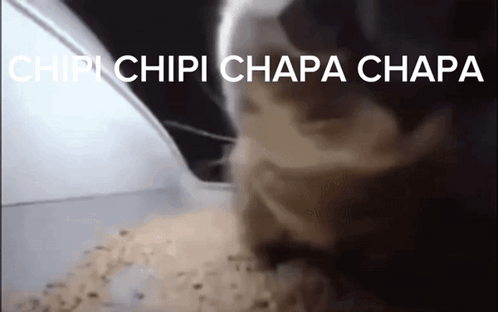 Chipi Chipi Chapa Chapa Cat Dancing Meme GIF