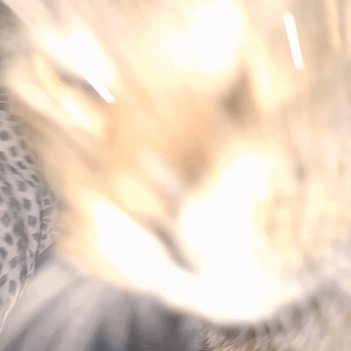 Chipi Chipi Chapa Chapa Cat Dolly Zoom GIF