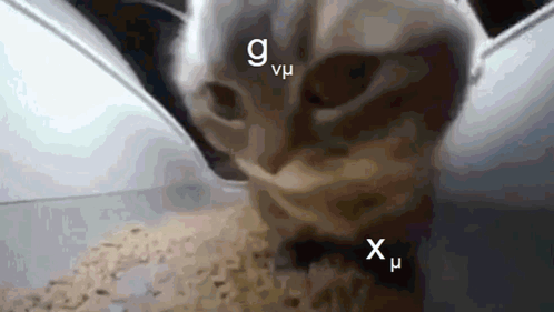 Chipi Chipi Chapa Chapa Cat Floating Letters GIF