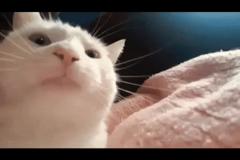 Chipi Chipi Chapa Chapa Cat Head Banging GIF