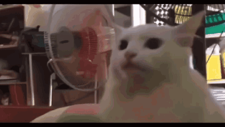 Chipi Chipi Chapa Chapa Cat Head Shake GIF
