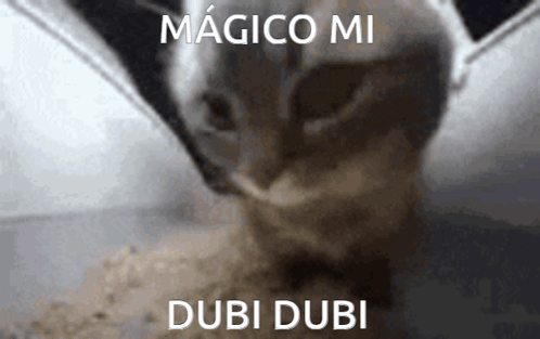 Chipi Chipi Chapa Chapa Cat Magic Dubi Meme GIF