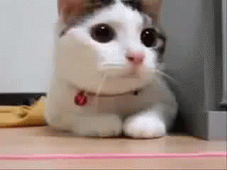 Chipi Chipi Chapa Chapa Confused Cat Head Shake GIF