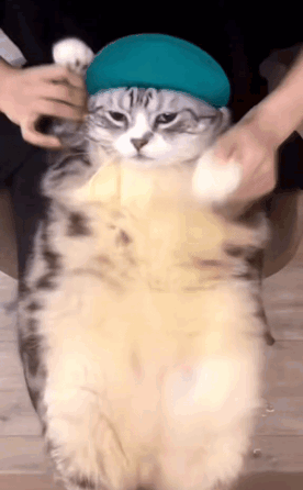 Chipi Chipi Chapa Chapa Dancing Cat Chubby Cat GIF