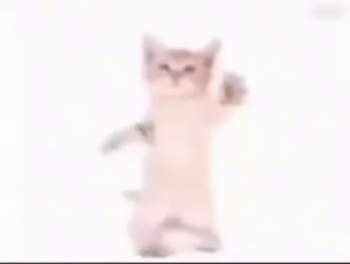 Chipi Chipi Chapa Chapa Dancing Cute Cats GIF