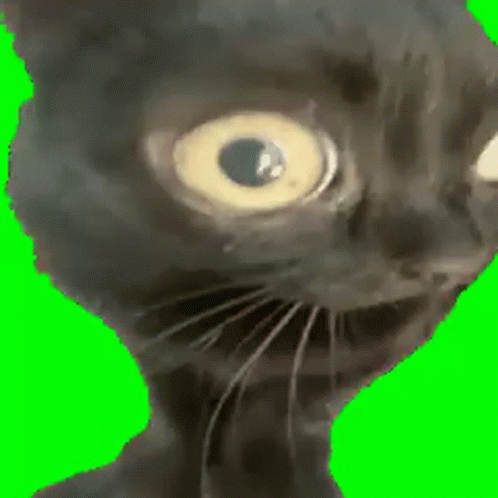 Chipi Chipi Chapa Chapa Spinning Black Cat GIF