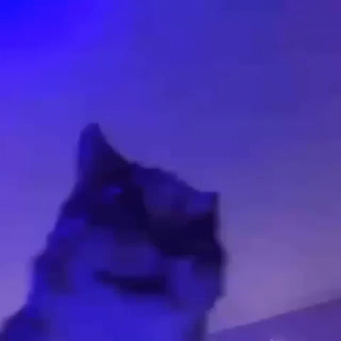 Chipi Chipi Chapa Chapa Trippy Shaking Cat GIF