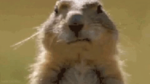 Chipmunk Chewing Bubble Gum GIF