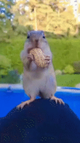 Chipmunk Eating Corn on the Cob Standing on Ball
