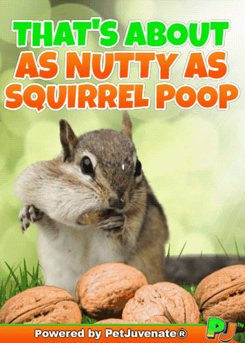 Chipmunk Eating Nuts