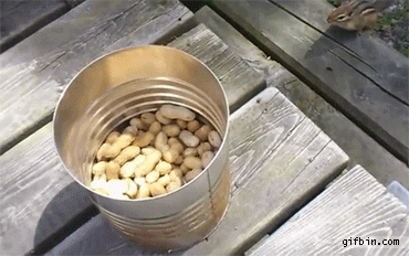 Chipmunk Fell Into The Trap GIF