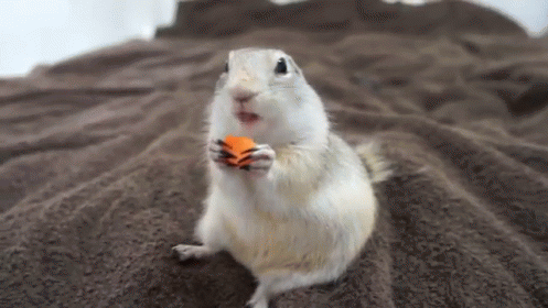 Chipmunk Holding Carrot