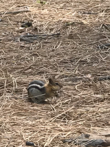 Chipmunk Sitting in Hay Field